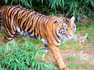 Closeup of Tiger