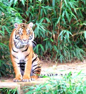Tiger stare from top of steps